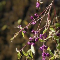 サボテン,ムラサキシキブ,苔(コケ),リプサリス,リプサリスの画像