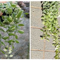 ディスキディア,ディスキディア・エメラルド,観葉植物の画像