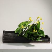 カラー,モンステラ,カンガルーポー,いけばな,草月流の画像