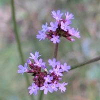 アレチハナガサ,荒地花笠,雑草,山野草,野草の画像