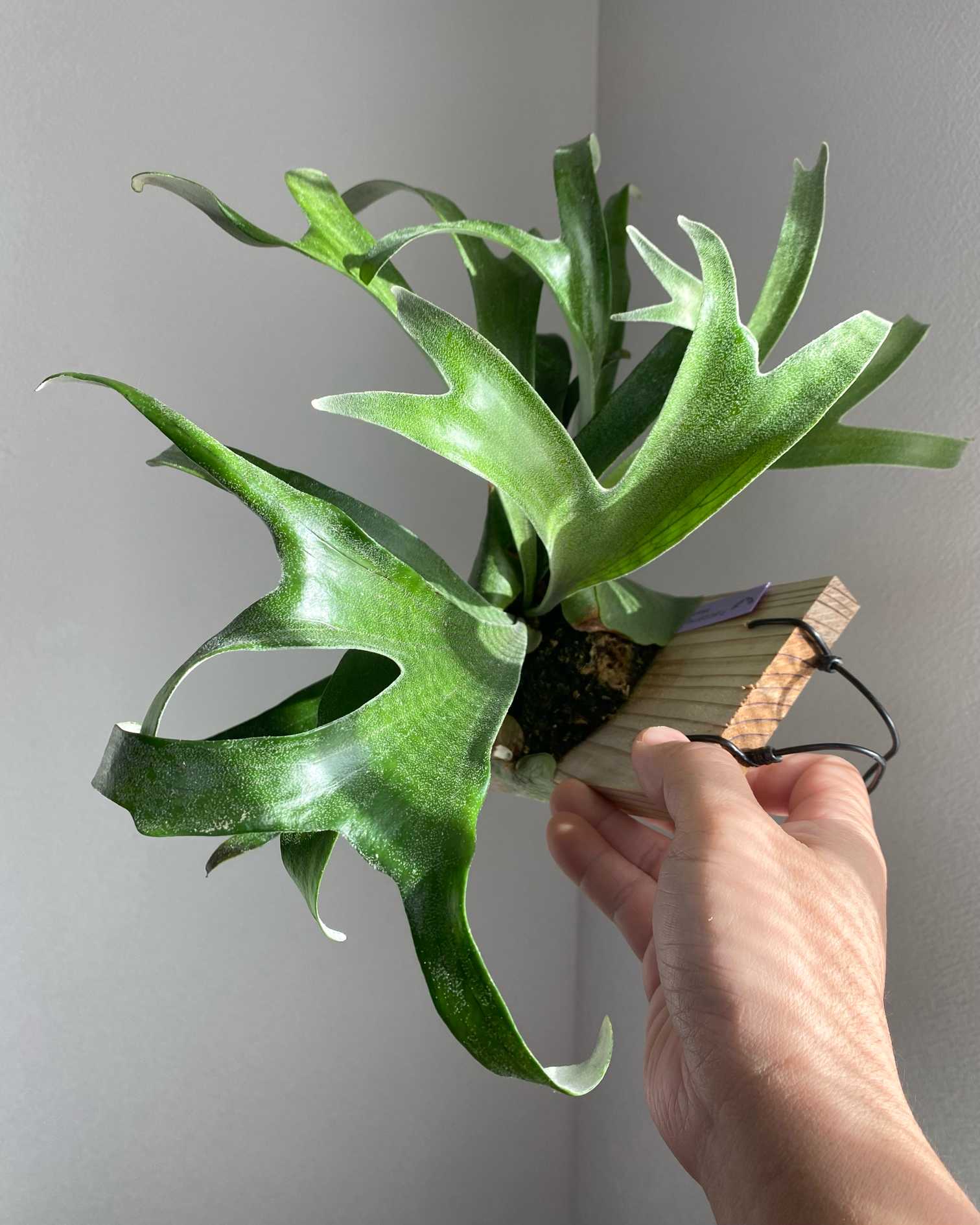 P. alcicorne madagascar 'compact' 成長記録 2025.11.30｜🍀GreenSnap