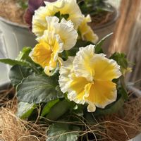 パンジー,ビオラ,ミモザ,ミモザ,ビオラ ミルフルの画像