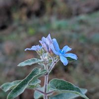 ブルースターの画像