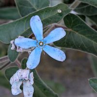 ブルースターの画像