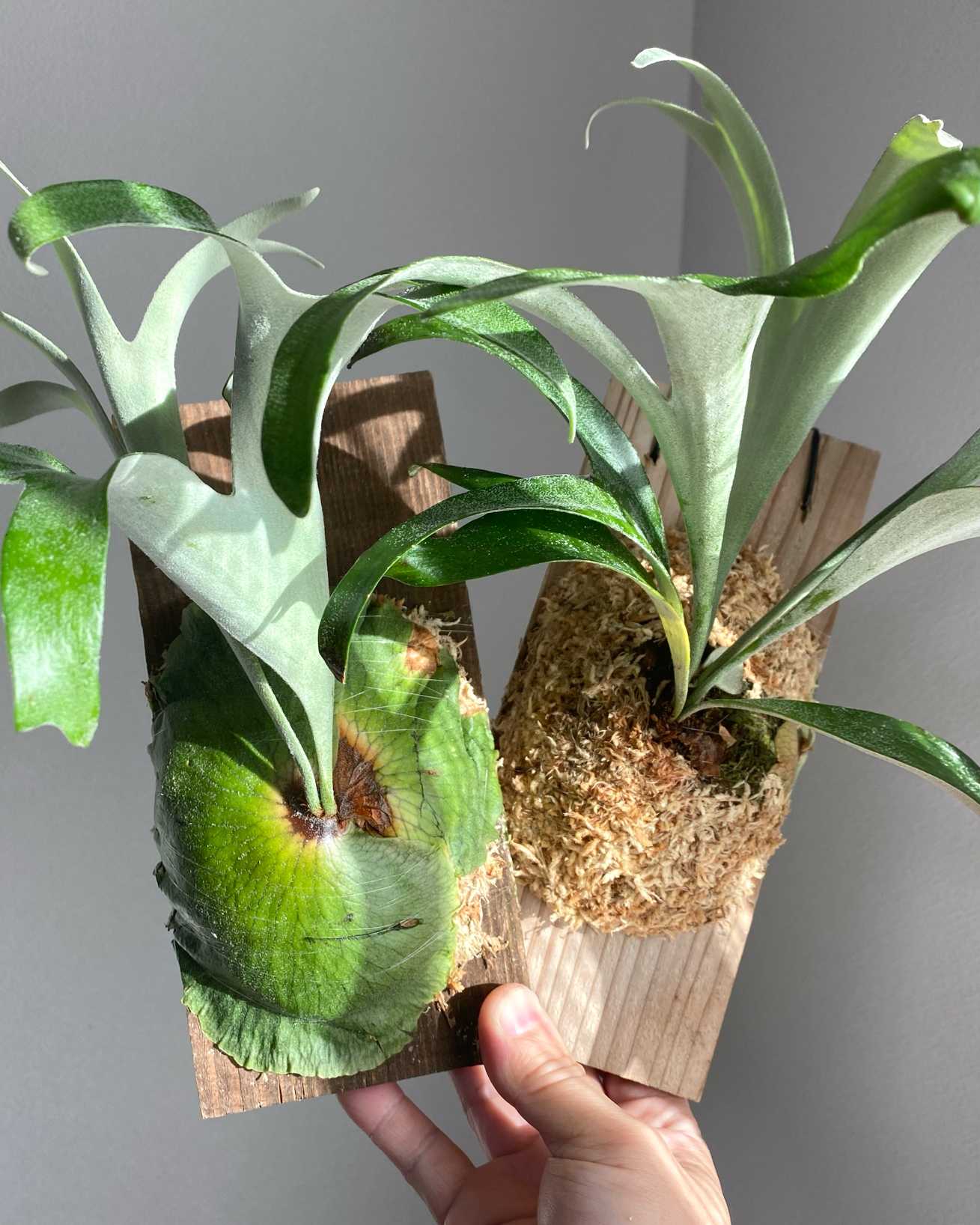 P. alcicorne madagascar 'compact' 成長記録 2025.11.30｜🍀GreenSnap