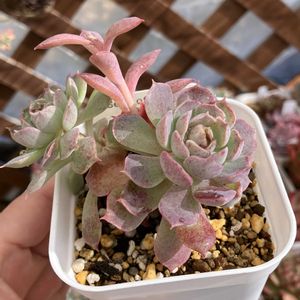 桜桃姫,多肉植物,多肉寄せ植え,エケベリア属,多肉大好きの画像