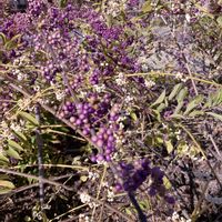 コムラサキ,ムラサキシキブ,ムラサキシキブ,シロシキブ,今日のお花の画像