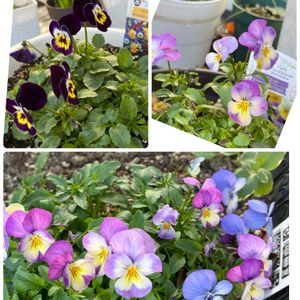 パンジー,花芽,花のある暮らし,冬の庭,蘭が好きの画像