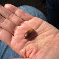 シラカシの画像