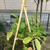 月桂樹,紫陽花,庭木の雪囲いの画像