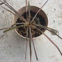 コルジリネ レッドスターの画像