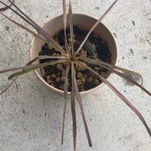 コルジリネ レッドスターの画像