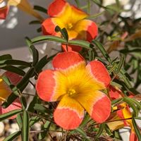 オキザリス,Oxalis Yael,秋咲きオキザリス,Oxalis Red Silk,Oxalis Orange Peachの画像