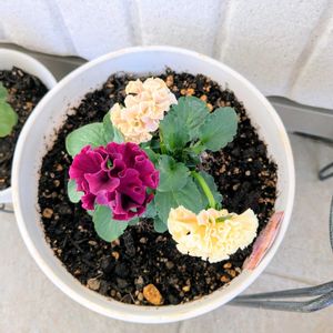 ローブ・ドゥ・アントワネット,成長記録の画像