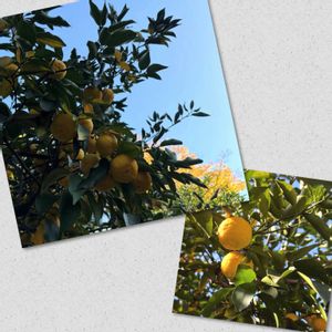 柚子,可愛い,癒し,果実のある暮らし,GS永ちゃん部の画像