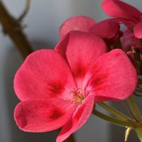 秋明菊,秋明菊,ゼラニュウム,ひまわり,ひまわりの画像