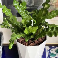 オオタニワタリ,アスプレニウム,シマオオタニワタリ,アスプレニウム・コブラ,観葉植物の画像