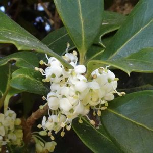 ヒイラギ,散歩,植栽,在来種,ご近所さんの画像