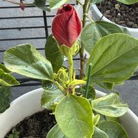 コムラサキ,ハイビスカス,フリージアの画像