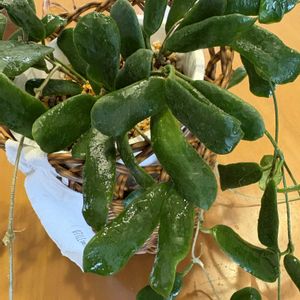 観葉植物,植え替え,ホヤの画像