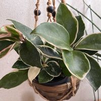 ホヤ・カルノーサ,ホヤ・カルノーサ・リップカラーの画像