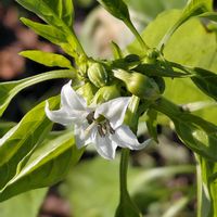 とうがらし,唐辛子,タカノツメ,鷹の爪,トウガラシの画像