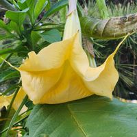 チョウセンアサガオの画像