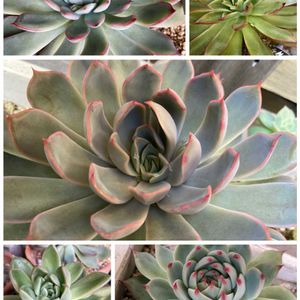 花うらら,桃太郎,エケベリア サマー,アガボイデス ジゼル,多肉植物の画像