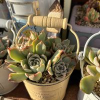 多肉,エケベリア,多肉植物,葉挿し,ピンクザラゴーサ×(ヒアリナ×チワワ)ⓚの画像