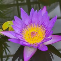 スイレン,デュランタ,ハイビスカス,パッションフルーツ,パパイアの画像