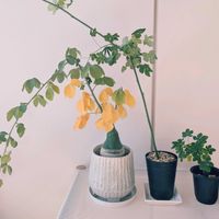 アデニア・グラウカ,紅葉する多肉,根塊植物,胴切りその後の画像