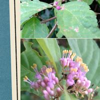 ガマズミ,ムラサキシキブ,赤い実,里山,薄紫色の花の画像