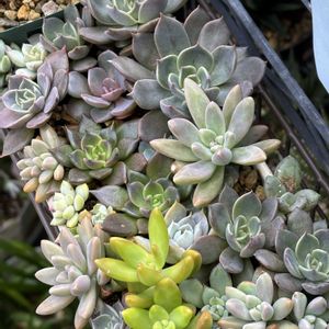 紅稚児,アトランティス,アガベポタトラム,マローム,葉挿しっこ寄せ植え♡の画像