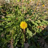 タンポポ,散歩,季節外れの画像