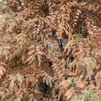 イワヒバの画像