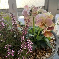 マトリカリア,ダイヤモンドリリー,セリフラミンゴ,ときめきビオラ,観葉植物の画像