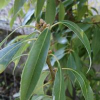 シラカシの画像