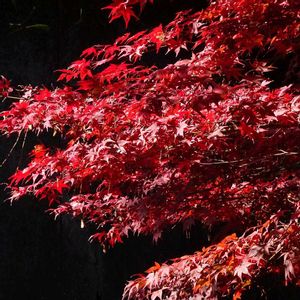 野村モミジ,カツラ,オオモミジ,オオモミジ,シキザクラの画像