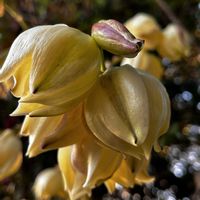 ピラカンサ,グロリオサの画像