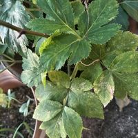 アシタバの画像