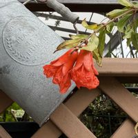 ザクロ,鉢植え,鮮やかな色,花のある暮らし,オレンジ色の花の画像