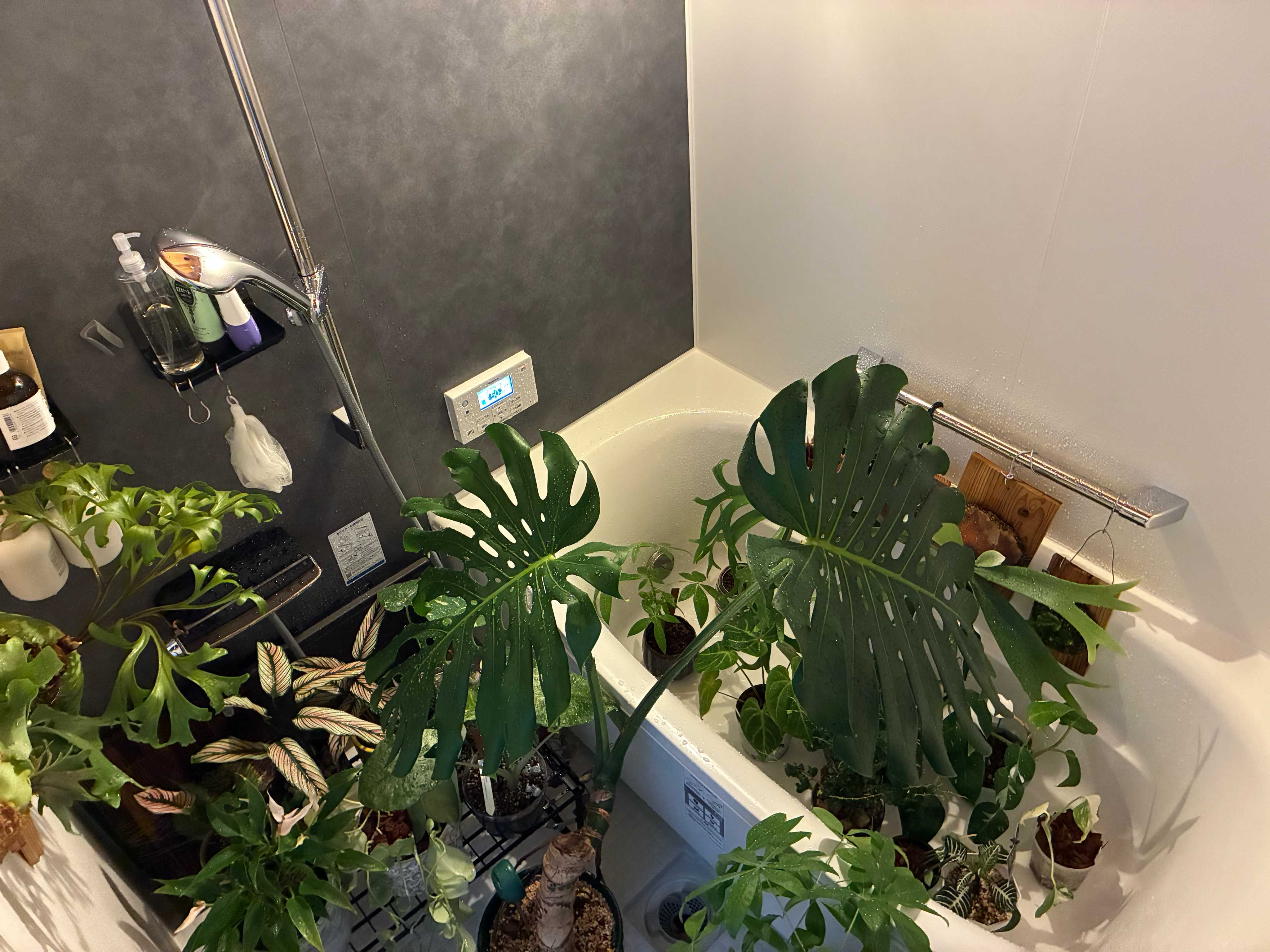 ピューチャンの子株分けのタイミングについて ビカクシダの森