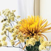 スターチス,マムの画像