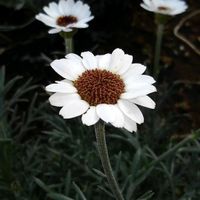 ローダンセマムの画像