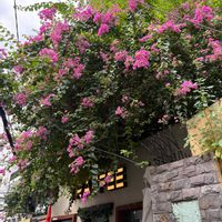 ネムノキ,ブーゲンビリア,ヤシの木,観葉植物達,バナナの花の画像