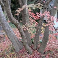 紅葉,柿の木,柿の木,イロハモミジ,初冬の画像