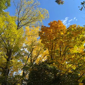 カラタネオガタマ,ホオノキ,紅葉（こうよう）の画像
