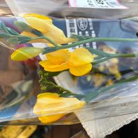 フリージアの画像