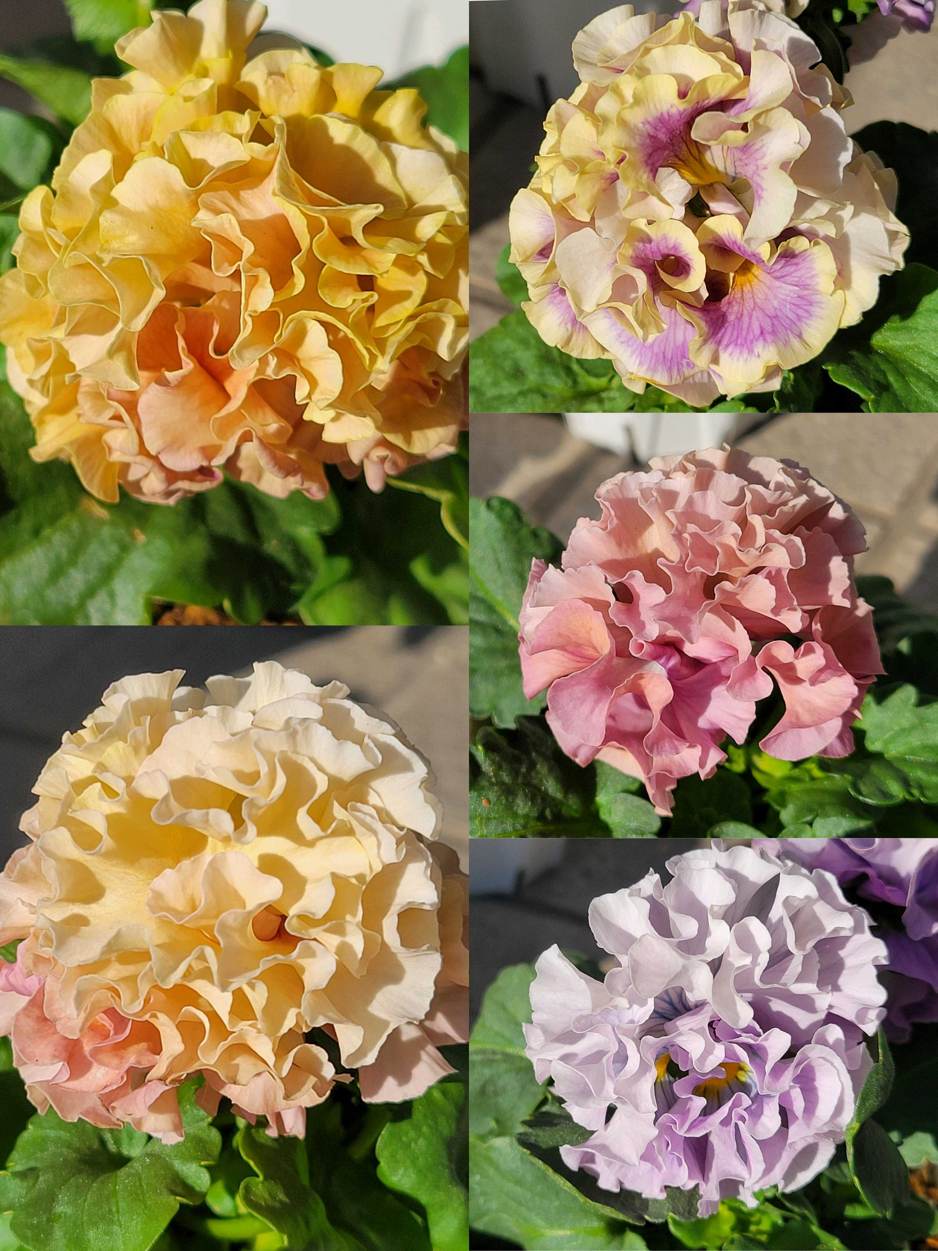 神戸べっぴんさんビオラ：夢紡ぎの一覧｜🍀GreenSnap（グリーンスナップ）