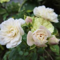 フクシア,ミニバラ・グリーンアイス,ミ二バラ,地植え,風景の画像